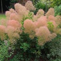 Photo of Cotinus coggygria 'Young Lady'