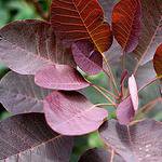 Photo of Cotinus coggygria 'Royal Purple'