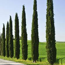 Photo of Cupressus sempervirens 'Pyramidalis' 300/350cm