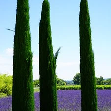 Photo of Cupressus sempervirens 'Pyramidalis' 300/350cm
