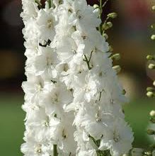 Photo of Delphinium cultorum 'Pure White'