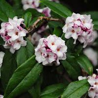 Photo of Daphne bholua 'Jacqueline Postill'