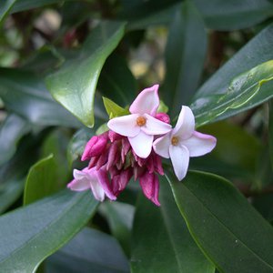 Photo of Daphne odora 'Aureomarginata'