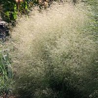 Photo of Deschampsia cespitosa 'Goldschleier' Golden Veil