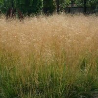 Photo of Deschampsia cespitosa 'Goldtau'