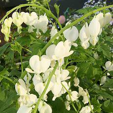 Photo of Dicentra spectabilis 'Alba'