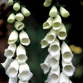 Photo of Digitalis purpurea 'Alba'