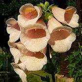 Photo of Digitalis purpurea 'Suttons Apricot'