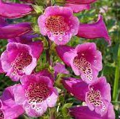 Photo of Digitalis purpurea 'Virtuoso Rose'