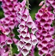 Photo of Digitalis purpurea