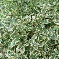 Photo of Euonymus fortunei 'Silver Queen'
