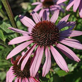Photo of Echinacea purpurea