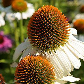 Photo of Echinacea purpurea 'White Swan'