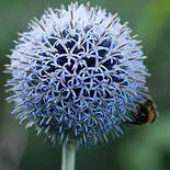 Photo of Echinops bannaticus 'Taplow Blue'