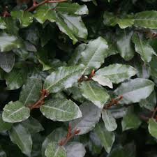 Photo of Elaeagnus x ebbingei 80/100cm