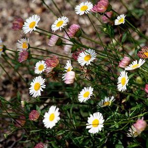 Photo of Erigeron karvinskianus