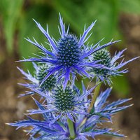 Photo of Eryngium planum