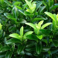 Photo of Euonymus japonicus 'Green Spire' hedging
