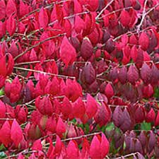 Photo of Euonymus alatus