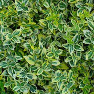 Photo of Euonymus fortunei 'Emerald 'n' Gold'