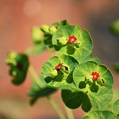 Photo of Euphorbia x martinii