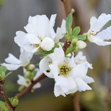 Photo of Exochorda racemosa 'The Bride'