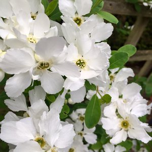 Photo of Exochorda x macrantha 'Niagara'