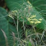 Photo of Foeniculum vulgare 'Purpureum