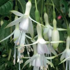 Photo of Fuchsia 'Hawkshead'