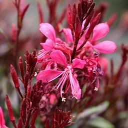 Photo of Gaura 'Gaudi Red'