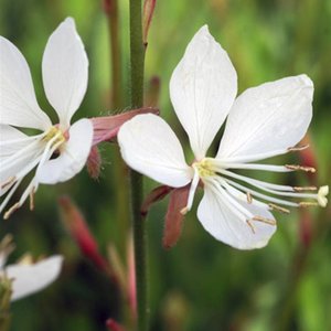 Photo of Gaura 'Sparkle White'