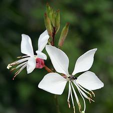 Photo of Gaura lindheimeri