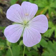 Photo of Geranium maculatum 'Beth Chatto'