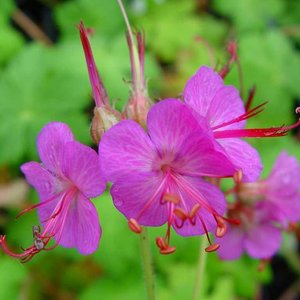 Photo of Geranium macrorrhizum 'Czakor'