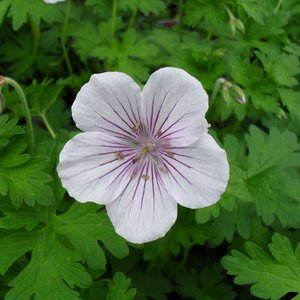 Photo of Geranium himalayense 'Derrick Cook'