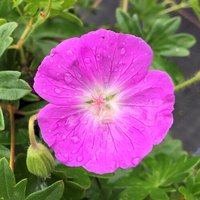 Photo of Geranium sanguineum 'Inverness'