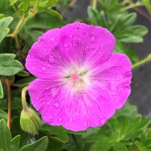 Photo of Geranium sanguineum 'Inverness'