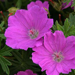 Photo of Geranium sanguineum 'Max Frei'