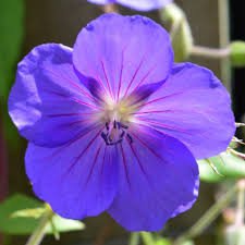 Photo of Geranium 'Orion'