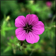 Photo of Geranium hybrida 'Patricia'