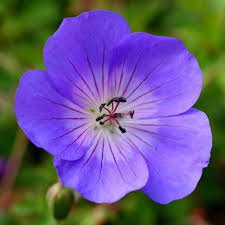 Photo of Geranium 'Rozanne'