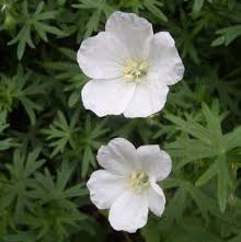 Photo of Geranium sanguineum 'Album'