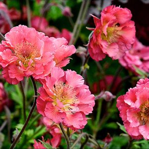 Photo of Geum 'Pink Petticoats'