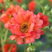 Photo of Geum 'Tempest Scarlet'