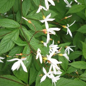 Photo of Gillenia trifoliata