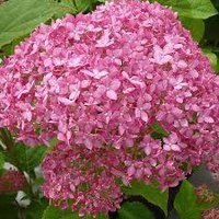 Photo of Hydrangea arborescens ''Sweet Annabelle'
