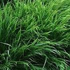 Photo of Hakonechloa macra