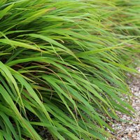 Photo of Hakonechloa macra