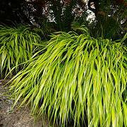 Photo of Hakonechloa macra 'Aureola'