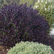 Photo of Hebe 'Black Beauty'